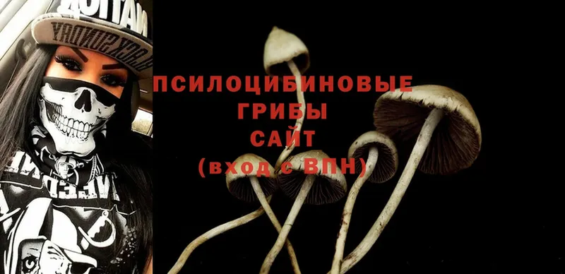 Псилоцибиновые грибы Psilocybine cubensis  продажа наркотиков  Вышний Волочёк 